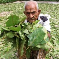 polres-palangka-raya-sita-12-ton-kratom-narkotika-atau-bukan