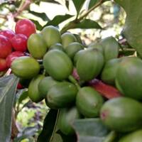 supplier-berbagai-jenis-kopi-cherry-green-bean-roastbean-kualitas-terbaik