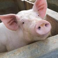 inspiratif-di-bali-kotoran-babi-dimanfaatkan-jadi-gas-untuk-memasak