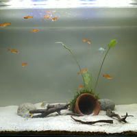 aquascape-for-everyone-learning-and-sharing---part-3