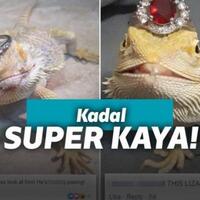 bikin-jiwa-miskin-menjerit-kadal-gurun-ini-hobi-foto-sama-cincin-berlian