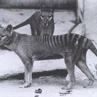 thylacine-hewan-endemik-tasmania-yang-dikabarkan-punah-80-tahun-lalu
