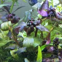 aquascape-for-everyone-learning-and-sharing---part-3