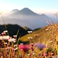 6-tanaman-gunung-yang-bisa-bikin-jatuh-hati