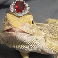 bikin-jiwa-miskin-menjerit-kadal-gurun-ini-hobi-foto-sama-cincin-berlian