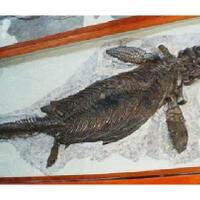 takut-dibilang-penistaan-agama-fosil-dinosaurus-dikubur-selama-170-tahun