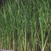 alun-alun-nikonian---part-14