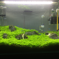 aquascape-for-everyone-learning-and-sharing---part-3