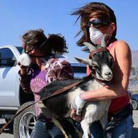 goats-have-prevented-arrival-of-wildfire-to-ronald-reagan-presidential-library
