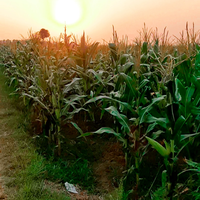 waktu-agan-kecil-suka-main-ke-sawah-pasti-pernah-ngerasain-ini-di-era-90an