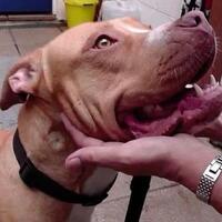 kejam-seekor-anjing-dirudapaksa-oleh-manusia-hingga-ususnya-keluar-logiskah