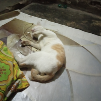 tingkah-tingkah-kucing-yang-menandakan-dia-nggak-suka-sama-agan