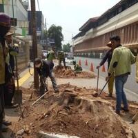 pohon-tua-di-cikini-ditebang-untuk-penataan-trotoar-dprd-protes-pemprov-dki
