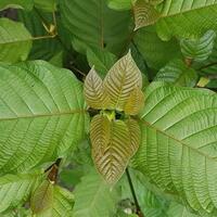 daun-kratom-tanaman-herbal-indonesia-yang-dikecam-amerika