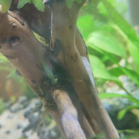 aquascape-for-everyone-learning-and-sharing---part-3