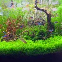 aquascape-for-everyone-learning-and-sharing---part-3