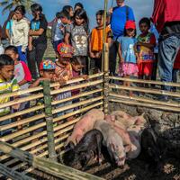 4682-ekor-babi-mati-terserang-virus-kolera-di-sumut