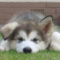 fresh-chapter-of-dear-diary