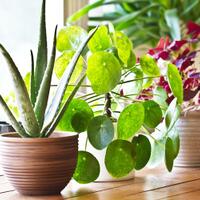 tanaman-hias-dipastikan-tidak-efektif-bersihkan-udara-dalam-rumah