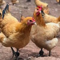 bak-dongeng-peternak-ayam-ini-autokaya-karena-ada-hartakarun-dalam-perut-si-ayam