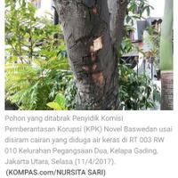 dewi-tanjung-novel-baswedan-benjol-gara-gara-tabrak-pohon