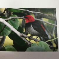 burung-pengisap-madu-yang-dinamai-iriana-jadi-ikon-satwa-nasional-2019