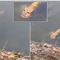 viral-video-ikan-berwajah-manusia-ternyata-bukan-isapan-jempol-semata