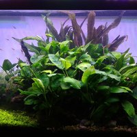 aquascape-for-everyone-learning-and-sharing---part-3