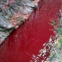 ngeri-380000-babi-dibantai-air-sungai-ini-seketika-berubah-jadi-merah-darah