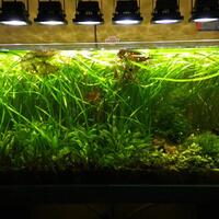 aquascape-for-everyone-learning-and-sharing---part-3