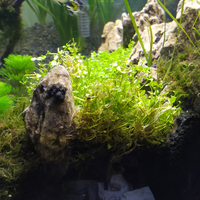 aquascape-for-everyone-learning-and-sharing---part-3