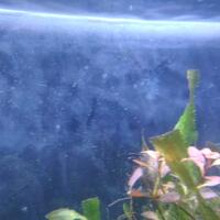 aquascape-for-everyone-learning-and-sharing---part-3