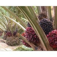 yuk-cari-tahu-manfaat-ekologis-pohon-kelapa-sawit