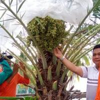 pohon-kurma-sudah-banyak-tumbuh-dan-berbuah-lebat-di-indonesia-pertanda-apakah-ini