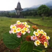 candi-jawar