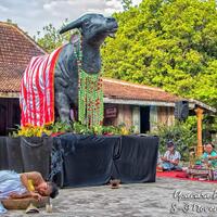 upacara-kebo-ketan-di-ngawi-jawa-timur-untuk-memperingati-maulid-nabi-saw