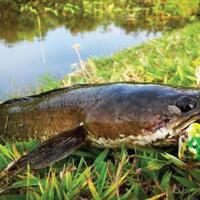 segudang-manfaat-ikan-gabus-dan-temulawak-untuk-kesehatan-anda