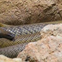 hati-hati-salah-satu-ular-mematikan-ini-bisa-ditemukan-di-indonesia