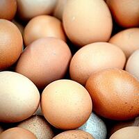 tips-mudah-mengetahui-kondisi-telur-busuk
