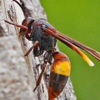 10-tips-agar-terhindar-dari-kematian-akibat-serangan-tawon