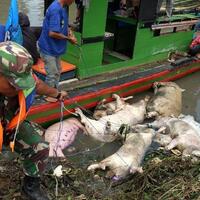 pemerintah-buka-opsi-beli-babi-yang-terkena-virus-hog-cholera-di-sumut