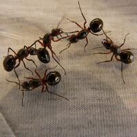 7-bahan-alami-efektif-mengusir-semut-dari-rumah