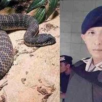 fakta-tentang-death-adder-ular-yang-tewaskan-bripka-desri-sahrondi