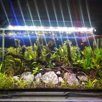 aquascape-for-everyone-learning-and-sharing---part-3