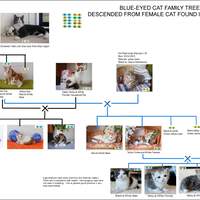 fakta-menarik-seputar-odd-eye-kucing-dengan-mata-beda-warna-yang-perlu-kamu-ketahui