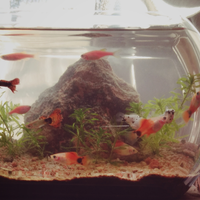 aquascape-untuk-anak-kos-cuma-30ribu
