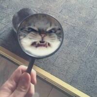 tak-selamanya--khoceng-oren--bar-bar-inilah-sifat-kucing-berdasarkan-warna-bulu