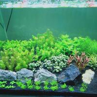 aquascape-for-everyone-learning-and-sharing---part-3