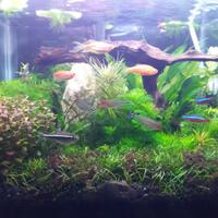 aquascape-for-everyone-learning-and-sharing---part-3