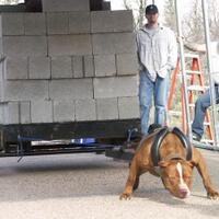 lagi-lagi-berita-jatuh-korban-anjing-pitbull-kenapa-masih-ada-orang-pingin-pelihara